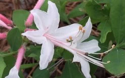 Coastal Azalea (Rhododendron Atlanticum) - 1 Gallon Pot -Shrub Plant Shop rhododendron atlanticum coastal azalea 8