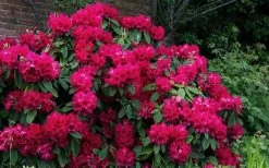 Besse Howells Rhododendron - 3 Gallon Pot -Shrub Plant Shop rhododendron besse howells 7
