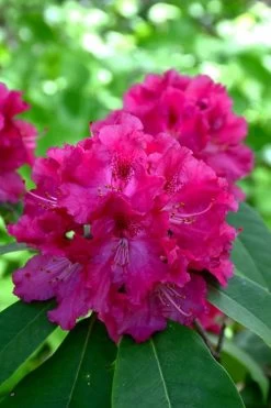 Besse Howells Rhododendron - 3 Gallon Pot -Shrub Plant Shop rhododendron besse howells 8