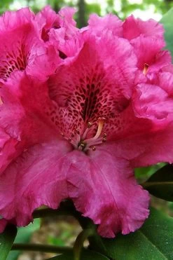 Besse Howells Rhododendron - 3 Gallon Pot -Shrub Plant Shop rhododendron bessie howells 100
