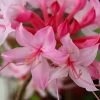 Candy Striper Native Azalea - Rhododendron Canescens - 3 Gallon Pot