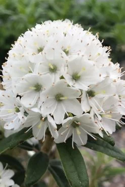 Milky Way Rhododendron - 2 Gallon Pot