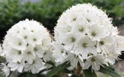 Milky Way Rhododendron - 2 Gallon Pot -Shrub Plant Shop rhododendron diversipilosum milky way 2