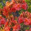 Father Ryan Oconee Native Azalea - 3 Gallon Pot