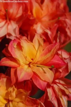Father Ryan Oconee Native Azalea - 3 Gallon Pot -Shrub Plant Shop rhododendron flammeum father ryan 7