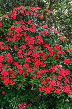 Plum Leaf Native Azalea (Rhododendron Prunifolium) - 3 Gallon Pot -Shrub Plant Shop rhododendron prunifolium plum leaf azalea 5