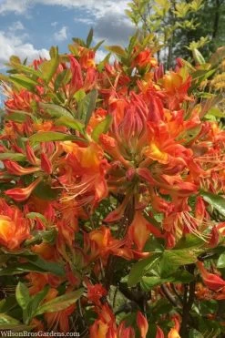 Smitty's Orange Crush Native Azalea (Rhododendron X) - 3 Gallon Pot -Shrub Plant Shop rhododendron smittys orange crush native azalea 1