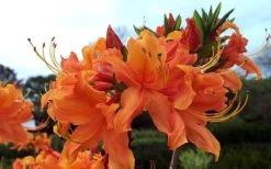 Smitty's Orange Crush Native Azalea (Rhododendron X) - 3 Gallon Pot -Shrub Plant Shop rhododendron smittys orange crush native azalea 4