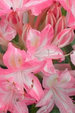 Ribbon Candy Swamp Azalea (Rhododendron Viscosum) - 2 Gallon Pot -Shrub Plant Shop rhododendron viscosum ribbon candy swamp azalea 1