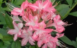 Ribbon Candy Swamp Azalea (Rhododendron Viscosum) - 2 Gallon Pot -Shrub Plant Shop rhododendron viscosum ribbon candy swamp azalea 3