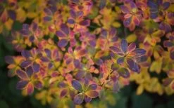 Ribbon Candy Swamp Azalea (Rhododendron Viscosum) - 2 Gallon Pot -Shrub Plant Shop rhododendron viscosum swamp azalea 3