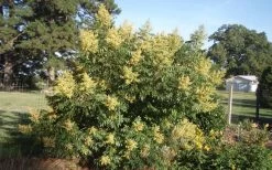 Shining Winged Sumac (Rhus Copallinum) - 1 Gallon Pot -Shrub Plant Shop rhus copallinum shining sumac 1