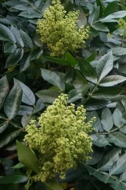 Shining Winged Sumac (Rhus Copallinum) - 1 Gallon Pot -Shrub Plant Shop rhus copallinum shining sumac 10