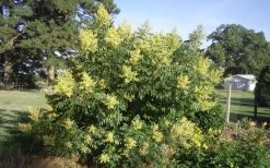 Shining Winged Sumac (Rhus Copallinum) - 1 Gallon Pot -Shrub Plant Shop rhus copallinum shining sumac 11