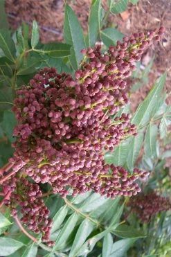 Shining Winged Sumac (Rhus Copallinum) - 1 Gallon Pot -Shrub Plant Shop rhus copallinum shining sumac 16