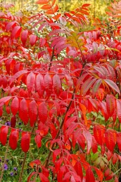 Shining Winged Sumac (Rhus Copallinum) - 1 Gallon Pot -Shrub Plant Shop rhus copallinum shining sumac 17