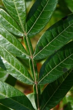 Shining Winged Sumac (Rhus Copallinum) - 1 Gallon Pot -Shrub Plant Shop rhus copallinum shining sumac 18