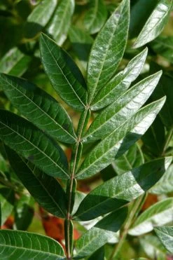 Shining Winged Sumac (Rhus Copallinum) - 1 Gallon Pot -Shrub Plant Shop rhus copallinum shining sumac 19