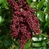 Shining Winged Sumac (Rhus Copallinum) - 1 Gallon Pot
