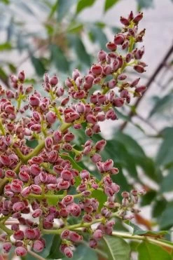 Shining Winged Sumac (Rhus Copallinum) - 1 Gallon Pot -Shrub Plant Shop rhus copallinum shining sumac 5