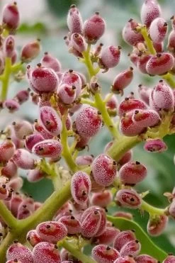 Shining Winged Sumac (Rhus Copallinum) - 1 Gallon Pot -Shrub Plant Shop rhus copallinum shining sumac 7