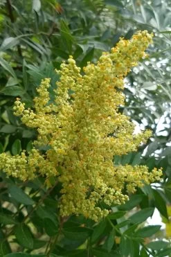 Shining Winged Sumac (Rhus Copallinum) - 1 Gallon Pot -Shrub Plant Shop rhus copallinum shining sumac 8