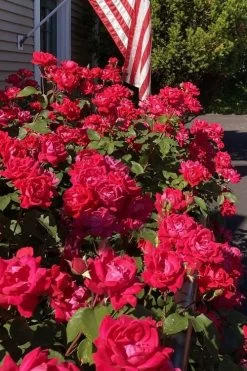 Red Double Knock Out Rose - 5 Gallon Pot 11 Red Double Knock Out Rose - 5 Gallon Pot -Shrub Plant Shop rosa double red knock out rose 103