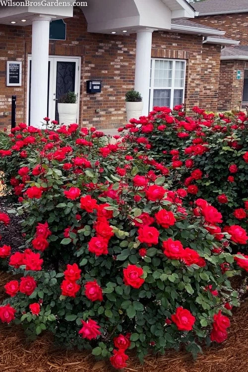 Red Double Knock Out Rose - 5 Gallon Pot 1 Red Double Knock Out Rose - 5 Gallon Pot