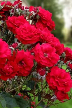 Oh My! Floribunda Tree Rose - 7 Gallon Pot -Shrub Plant Shop rosa oh my floribunda rose 2
