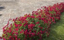 Red Drift Groundcover Rose - 1 Gallon Pot -Shrub Plant Shop rosa red drift dwarf rose 100