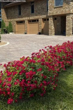 Red Drift Groundcover Rose - 1 Gallon Pot -Shrub Plant Shop rosa red drift dwarf rose 101