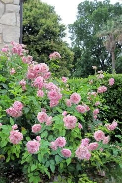 Belinda's Dream Shrub Rose - 3 Gallon Pot -Shrub Plant Shop rose belindas dream 10