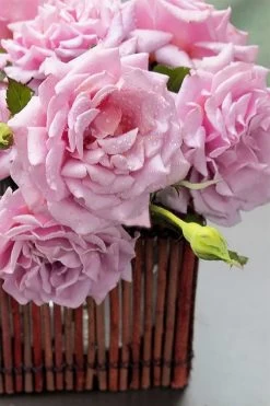 Belinda's Dream Shrub Rose - 3 Gallon Pot -Shrub Plant Shop rose belindas dream 13