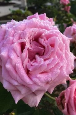 Belinda's Dream Shrub Rose - 3 Gallon Pot -Shrub Plant Shop rose belindas dream 4