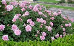 Belinda's Dream Shrub Rose - 3 Gallon Pot -Shrub Plant Shop rose belindas dream 7