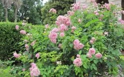 Belinda's Dream Shrub Rose - 3 Gallon Pot -Shrub Plant Shop rose belindas dream 8