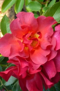 Cinco De Mayo Rose - 3 Gallon Pot -Shrub Plant Shop rose cinco de mayo 21