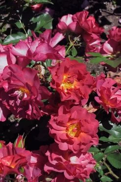 Cinco De Mayo Rose - 3 Gallon Pot -Shrub Plant Shop rose cinco de mayo 22