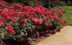 Cinco De Mayo Rose - 3 Gallon Pot -Shrub Plant Shop rose cinco de mayo 26