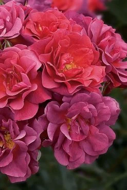 Cinco De Mayo Rose - 3 Gallon Pot