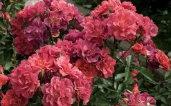 Cinco De Mayo Rose - 3 Gallon Pot -Shrub Plant Shop rose cinco de mayo 5 800x500 1