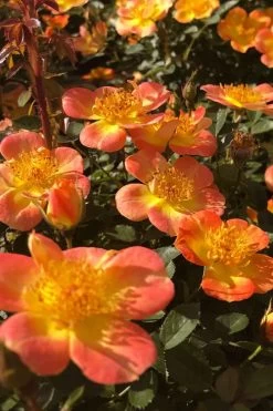 Oso Easy 'Hot Paprika' Rose - 3 Gallon Pot -Shrub Plant Shop rose hot paprika 4