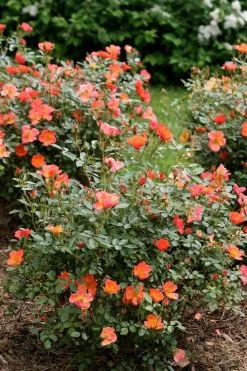 Oso Easy 'Hot Paprika' Rose - 3 Gallon Pot -Shrub Plant Shop rose hot paprika 5