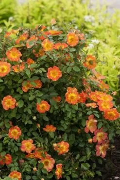 Oso Easy 'Hot Paprika' Rose - 3 Gallon Pot -Shrub Plant Shop rose hot paprika 6
