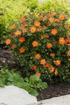 Oso Easy 'Hot Paprika' Rose - 3 Gallon Pot -Shrub Plant Shop rose hot paprika 7