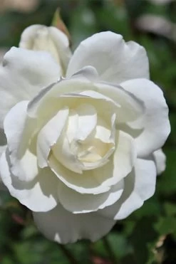 Iceberg Tree Rose - 7 Gallon Pot -Shrub Plant Shop rose iceberg 25