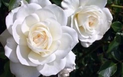 Iceberg Tree Rose - 7 Gallon Pot -Shrub Plant Shop rose iceberg 28