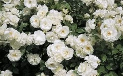 Iceberg Tree Rose - 7 Gallon Pot -Shrub Plant Shop rose iceburg 800x500 1