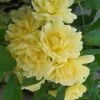Lady Banks Yellow Rose - 2 Gallon Pot