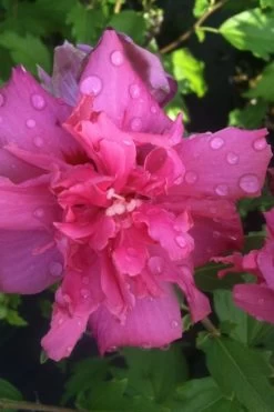 Lucy Rose Of Sharon (Single Trunk Tree) - 7 Gallon Pot (3-4') 10 Lucy Rose Of Sharon (Single Trunk Tree) - 7 Gallon Pot (3-4') -Shrub Plant Shop rose of sharon lucy 5 1